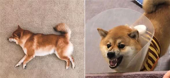 新手养狗，科学养狗要提前知道的＂柴犬有多可怕＂