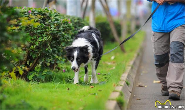 为什么很多狗普遍都活不到15岁？背后原因在这里