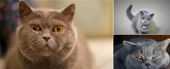 英短猫的这六种“怪异行为”，并不是在撒娇，而是在求救