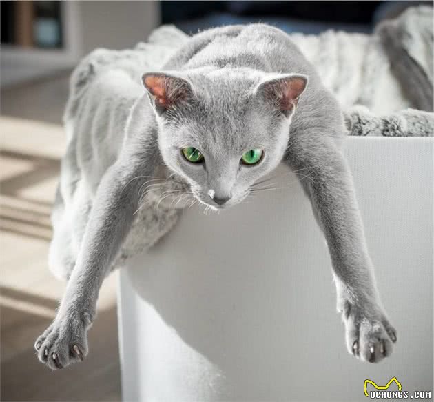 世界上最迷人的猫咪，看第一眼就想养，眼睛实在是太漂亮了