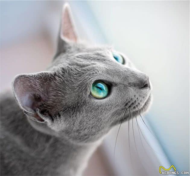 世界上最迷人的猫咪，看第一眼就想养，眼睛实在是太漂亮了