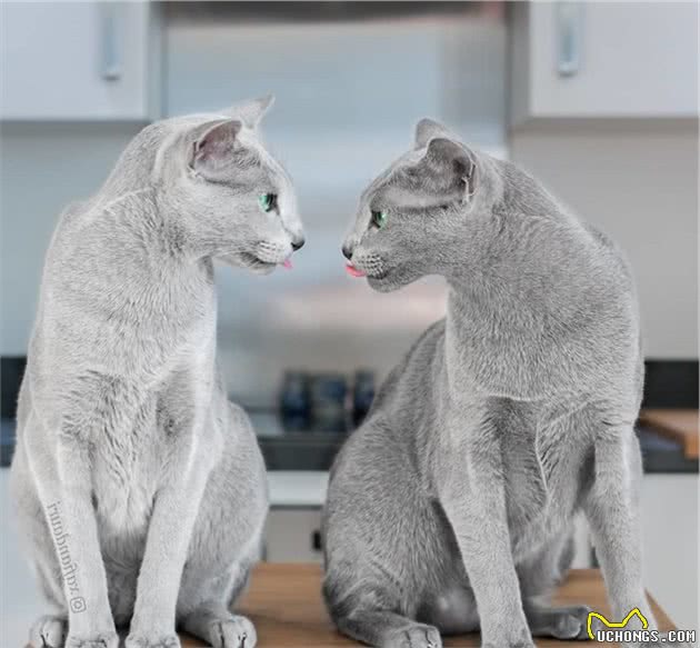 世界上最迷人的猫咪，看第一眼就想养，眼睛实在是太漂亮了