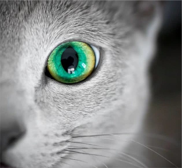世界上最迷人的猫咪，看第一眼就想养，眼睛实在是太漂亮了