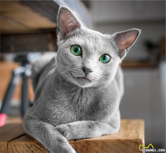 世界上最迷人的猫咪，看第一眼就想养，眼睛实在是太漂亮了