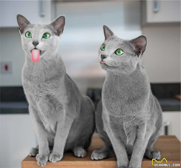世界上最迷人的猫咪，看第一眼就想养，眼睛实在是太漂亮了