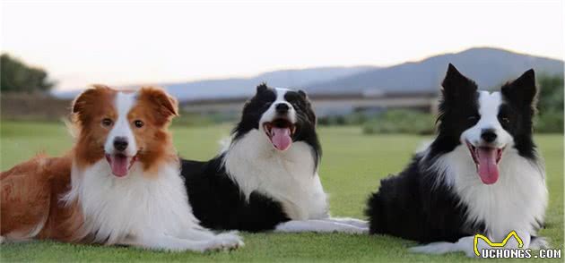 边境牧羊犬这么聪明，为何不适合当警犬呢？