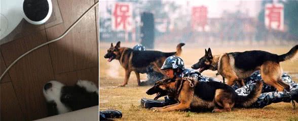 边境牧羊犬这么聪明，为何不适合当警犬呢？