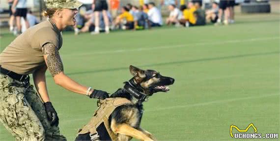 戈赞:十个训狗小妙招学会这些让狗狗更聪明