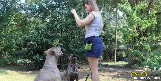 戈赞:十个训狗小妙招学会这些让狗狗更聪明