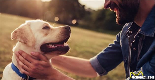 戈赞:十个训狗小妙招学会这些让狗狗更聪明