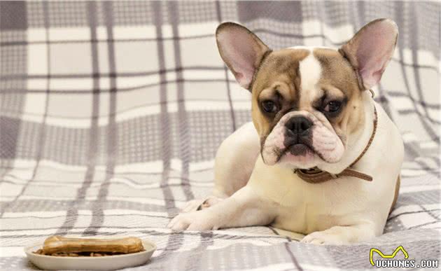 戈赞：十个训狗小妙招学会这些让狗狗更聪明