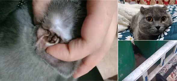 垃圾堆捡到一只蓝猫，细心照顾了一个月，病刚好，前主人来要猫了