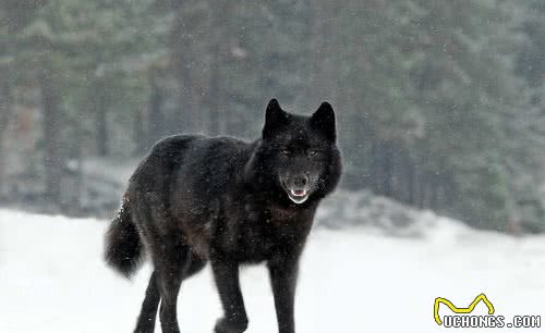 我国几大犬类，养狗人士见了都喜欢，特别的爱打架