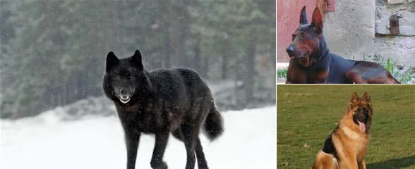 我国几大犬类，养狗人士见了都喜欢，特别的爱打架