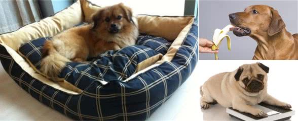 一位资深养狗师的6大忠告,养狗的宠主需牢记