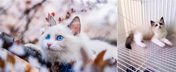 “布偶猫”颜值那么高，却很少人饲养？只因它的5个缺点