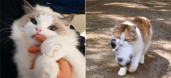 一只猫真正把你当“父母”，就会有这些表现