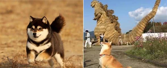 柴犬丢了会自己回来吗？柴犬走丢有什么办法可以快速找到？