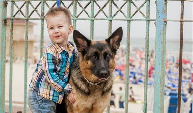 想养一只牧羊犬？铲屎官需要必备这些素质，才能让狗狗服你