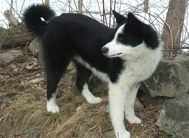 全球最著名的2种猎犬，它们智慧勇敢，是追熊、猎狼的高手