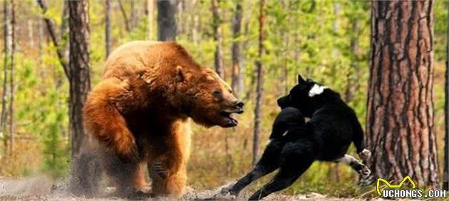 全球最著名的2种猎犬，它们智慧勇敢，是追熊、猎狼的高手