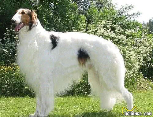 全球最著名的2种猎犬，它们智慧勇敢，是追熊、猎狼的高手