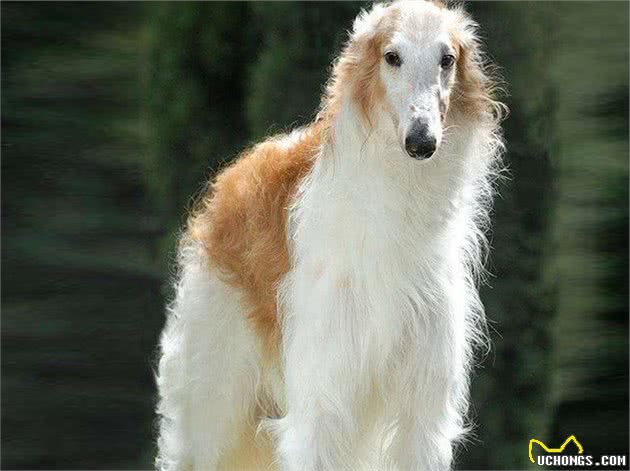 全球最著名的2种猎犬，它们智慧勇敢，是追熊、猎狼的高手