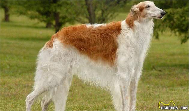 全球最著名的2种猎犬，它们智慧勇敢，是追熊、猎狼的高手