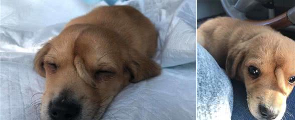 小狗脑门上长了个尾巴,兽医都很纳闷,检查后才让人放下心来