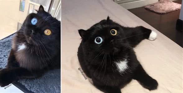 苏格兰折耳猫天生异色瞳孔,眼睛蓝色+黄色萌化众人