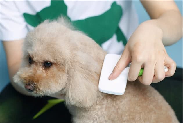 狗狗掉毛太厉害怎么办？试试这几个办法