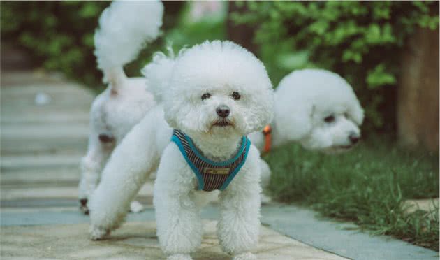 比熊犬但是一点都不像熊