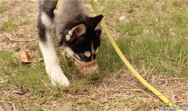 宠物为什么会乱吃东西？收下这份关于异食症的症状、预防指南