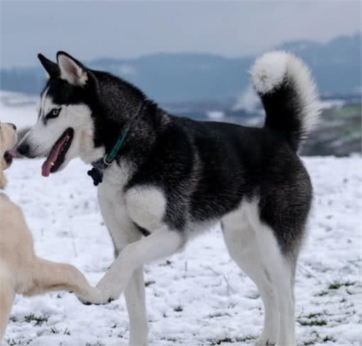 五种受欢迎但不易训练的狗狗，哈士奇、秋田犬等犬种饲养需谨慎