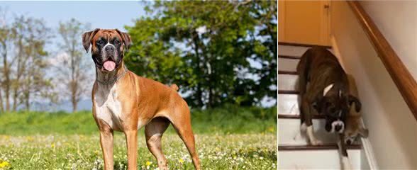 一步三回头,这只拳师犬真的太暖了