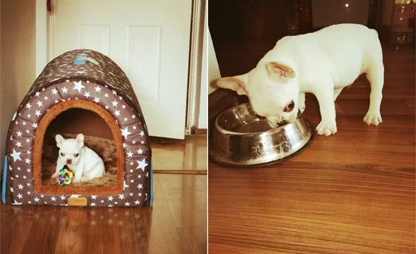 法国斗牛犬成长记（一）