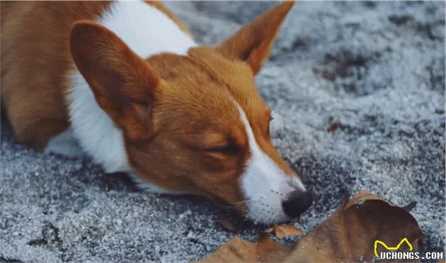 犬流感来袭，家长们要注意！