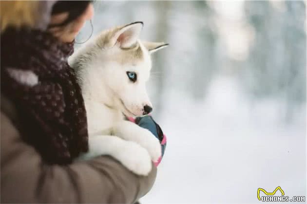 犬流感来袭，家长们要注意！