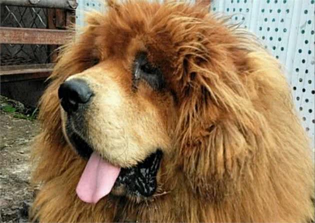 藏獒是大型护卫犬，如何养獒并与形象威严高雅的藏獒，友好相处