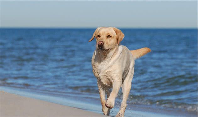 海上游泳健将—拉布拉多拾猎犬