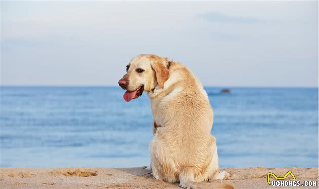 海上游泳健将—拉布拉多拾猎犬