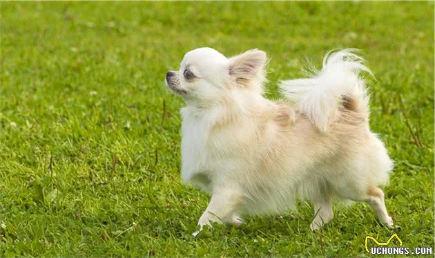 有这5个特征的“博美犬”，血统很纯