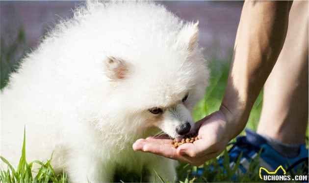 有这5个特征的“博美犬”，血统很纯