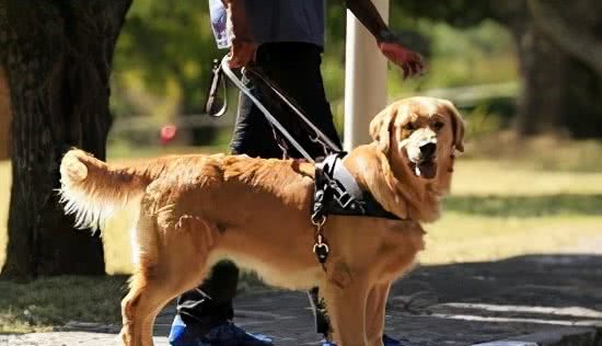 哪些狗可以当导盲犬？导盲犬犬种列表一览