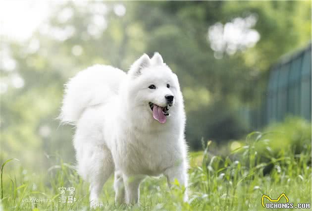 你选择的狗狗种类，正在透露出你的性格