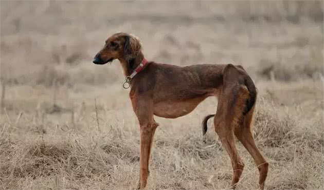 它是哮天犬的原型中国速度最快的细犬如今却濒临灭绝