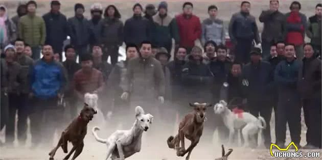 它是哮天犬的原型中国速度最快的细犬如今却濒临灭绝