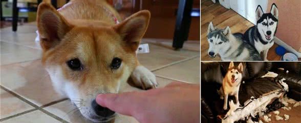 太过“溺爱”狗狗会怎样？这只会“毁”了它