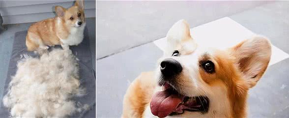 养柯基犬，有这7个“痛苦之处”，准备承受了吗？