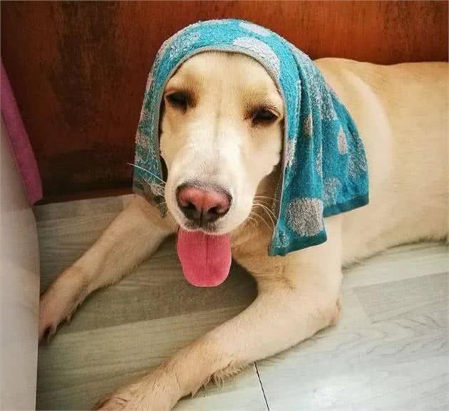 狗狗夏日防暑指南，超实用的防暑干货知识
